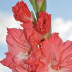 Gladiolus at Farmhouse Kitchen & Gardens.