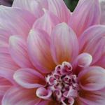 Dahlias are grown in the Farmhouse Gardens!