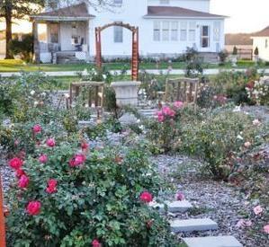 The rose test garden